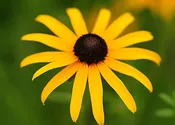 Black Eyed Susan