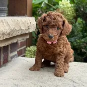 Maggie