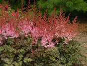 Astilbe 'Delft Lace'