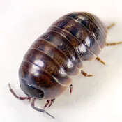 Armadillidium vulgare 'Punta Cana'