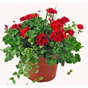 12″ Geranium & Vines