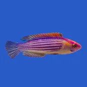 Earle's Wrasse WYSIWYG