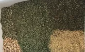 Allergy &amp;amp; Sinus Tea Bags