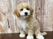 Bichapoo – 4354