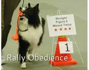 Rally Workshop