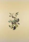 Plate 118-Warbling Flycatcher — Taylor Clark Gallery