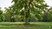 Baumann Horse Chestnut