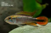 Apistogramma agassizii — “Double Red”