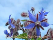 Borage Herbal Tincture