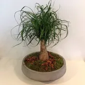Ponytail Palm Bonsai
