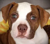 American Bulldog (F) 24899