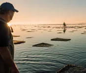1620 Oysters from Plymouth, MA
