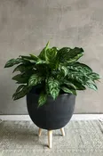 Aglaonema 'Tigress'