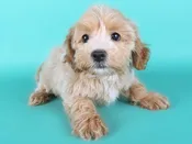 Maltipoo – 15206
