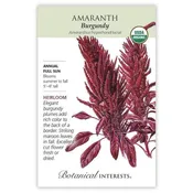 Amaranth 'Burgundy'