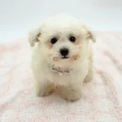Bichon Frise (F)- 31350
