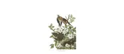 Carolina Pigeon — Your Site Title