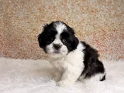 Coby