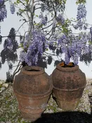 Antique French Olive Jar | Ribbed Collar