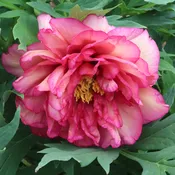 Right Royal (2 year graft)