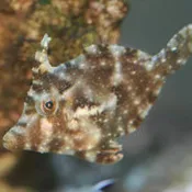 Aiptasia Eating Filefish