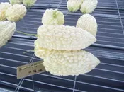 Balsam Pear: F100-2919