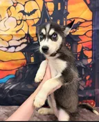 Akira