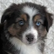 Australian Shepard Puppy