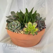 Succulent Garden