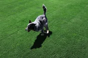 Colorado Blue™ Sod Bluegrass