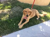 Puppies Born In Rescue