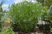 Amsonia Blue Ice