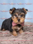 Yorkshire Terrier Male