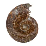 Large Ammonite Fossil #HJA — Morgan Oakes Gallery