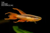 Aphyosemion bitaeniatum — “Lagos Red Killi”