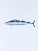 Abachar Wahoo Sticker
