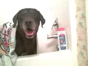 Contest - Buddy Dowd