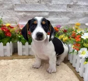 Dachshund-5614