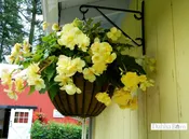 Begonia - Yellow - Hanging Basket