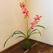 Berry Cymbidium In Moss Ball