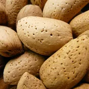 #1007 Aria Nature's Raw Unsalted Almonds (In Shell) - Parrot Treat & Foraging Nut - 1lb