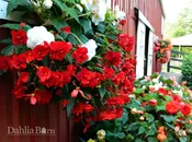 Begonia - Red - Hanging Basket