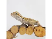 Assorted Bearded Dragons – 18642