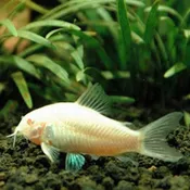Albino Cory Aeneus<br>