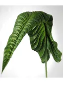 51" Green Elephant Ear Leaf