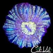 ALIEN EYE CYNARINA