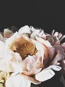 Peony 39