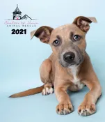 2021 Dog Calendar