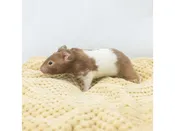 Assorted Baby Fancy Hamsters – 18652