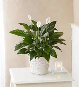 Peace Lily